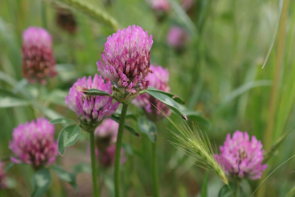 Crvena detelina - menopauza i simptomi